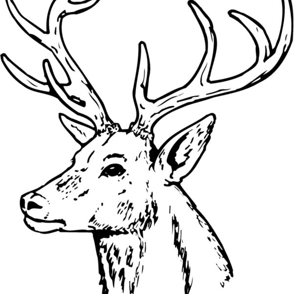 DEER022 Thumbnail